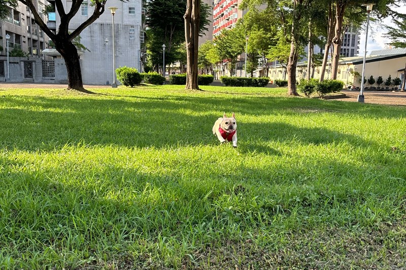 試用